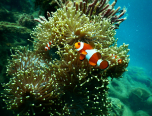 Clown fish playing with the corals in the Great Barrier Reef. 
