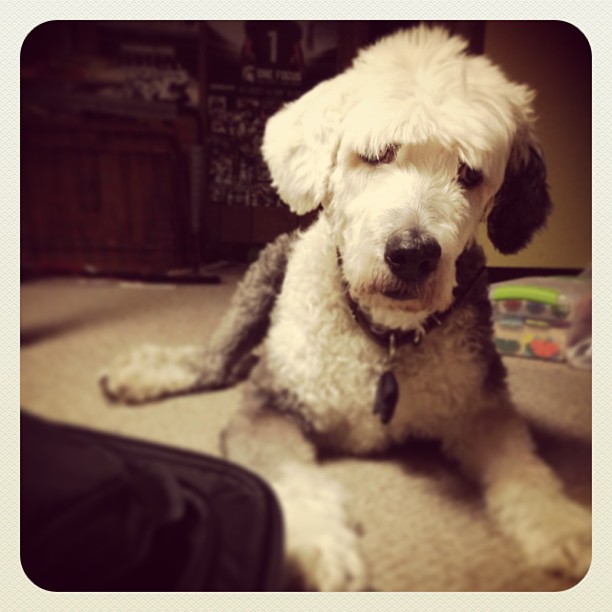 Pets on Charters
