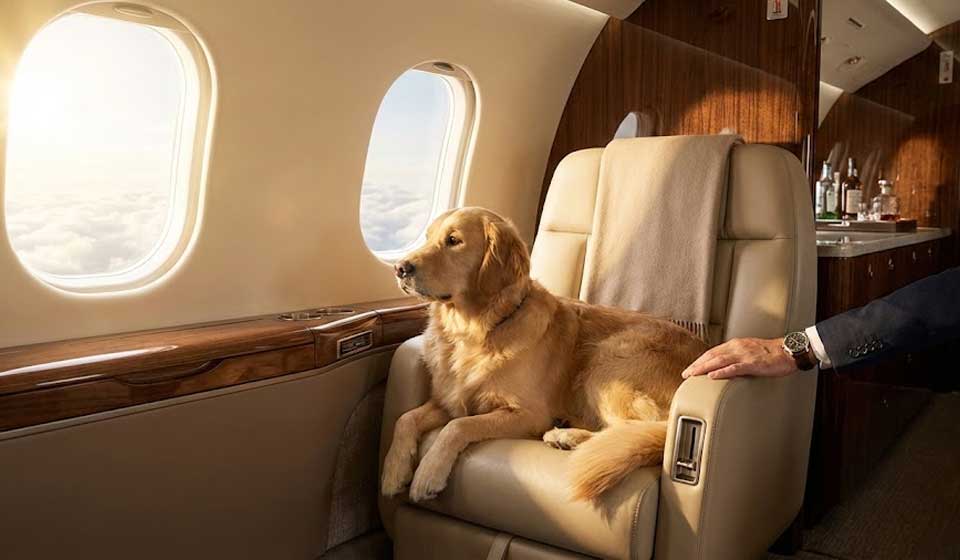 Le Guide Complet Pour Voyager Avec Son Animal De Compagnie En Jet Privé