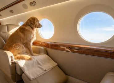 Golden Retriever sitting on a seat in a private jet cabin.