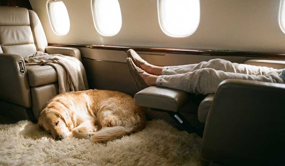 Pet Friendly Private Jet Charter: The Ultimate Guide (2026)