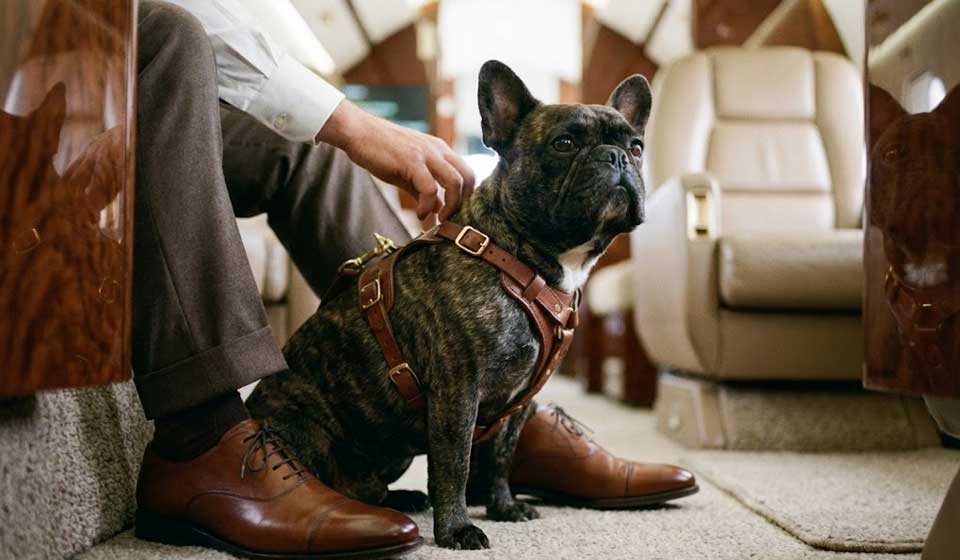 French Bulldog Flying Safely In Private Jet Cabin With Harness.